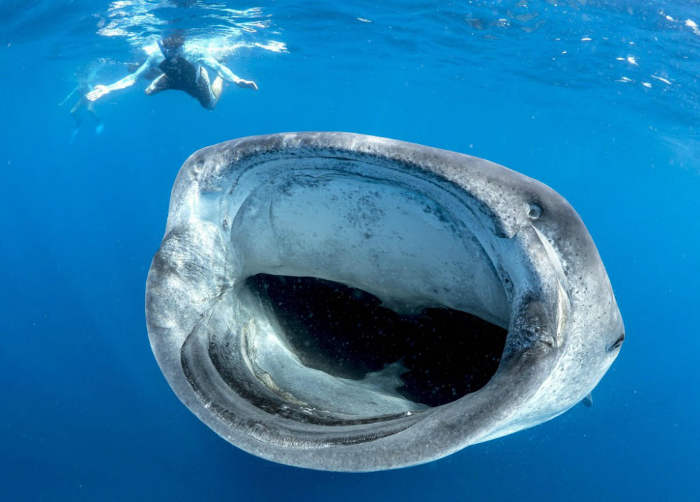 whaleshark