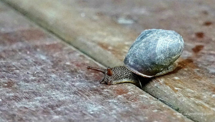 snail 720